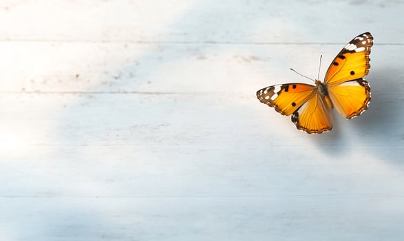 Orange butterfly on white wood, sunlight. Spring nature background photo