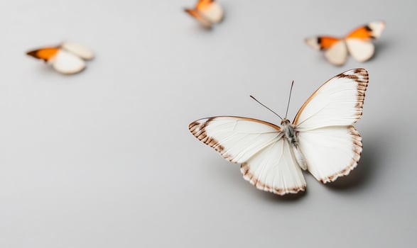 White butterfly, orange accents, grey background nature, serenity photo