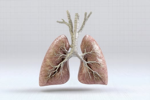 Human lungs, bronchial tubes, anatomy, medical illustration, healthcare photo