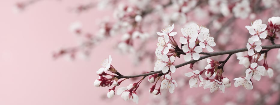 Delicate pink cherry blossoms bloom against a soft pink background, creating a serene spring atmosphere. photo