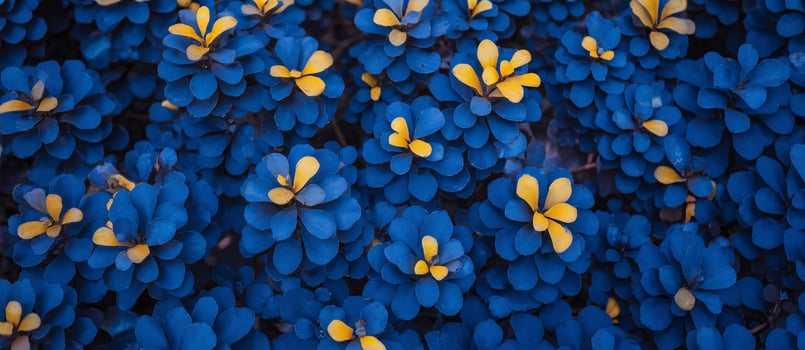 Vibrant blue and yellow flowers create a stunning visual in this lush garden scene. photo