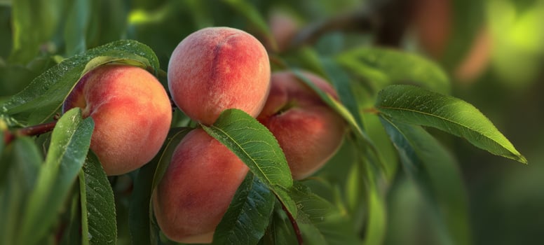 The Peach Branch Laden with Ripe Dewy Peaches in Orchard Sunlight photo