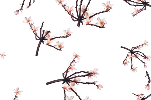 A white background with some flowers and branches photo