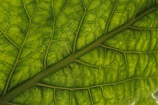 Close-up of a vibrant green leaf showcasing intricate vein patterns and textures. photo