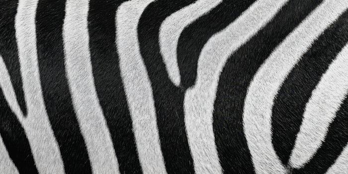 The Elegant Stripes of a Stunning Zebra Skin Pattern photo