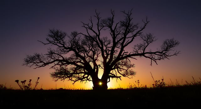 A Solitary Tree's Intricate Silhouette with a Sunburst Heart at Twilight photo