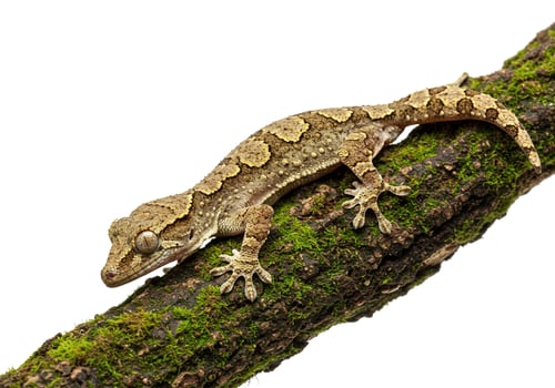 A patterned gecko lizard perched on a mossy tree branch isolated on white background photo