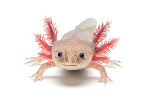 Axolotl isolated on white background photo