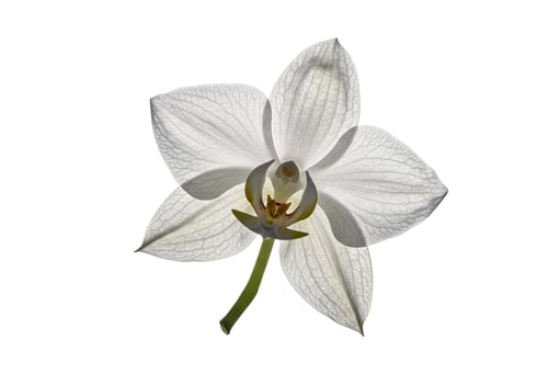 A delicate white orchid flower isolated on white background photo