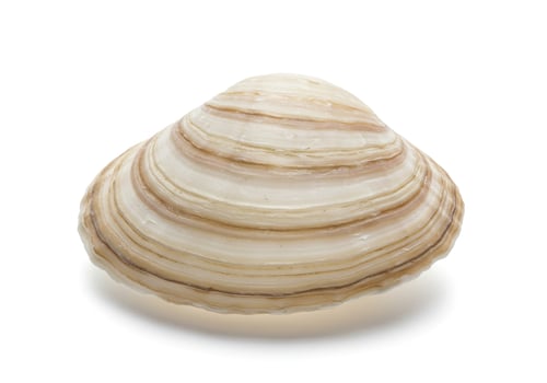 A single clam shell with brown and white stripes isolated on white background photo