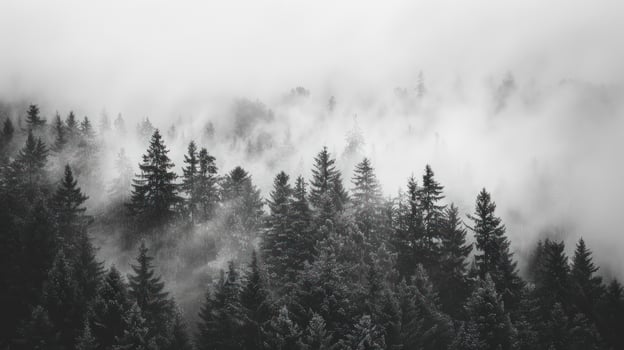 Misty forest landscape of evergreen trees in monochrome photo