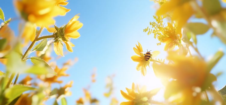 Bee pollinating sunflowers, bright sun, summer photo