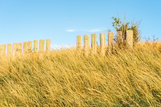 Golden light over the dike of Scharendijke, the netherlands photo