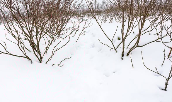 Snowcovered path winding through sparse winter bushes in a serene landscape photo