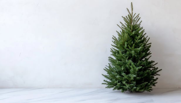 Lush green Christmas tree standing elegantly in a minimalist room photo