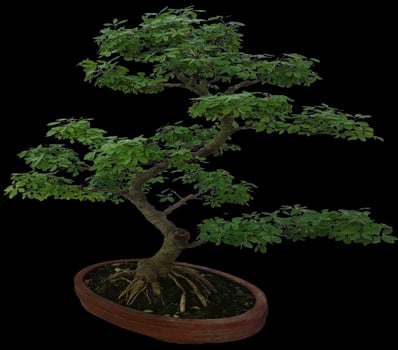 Chinese Sweet Plum bonsai tree, also known as Sageretia theezans. photo