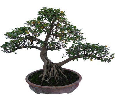 Chinese Sweet Plum Bonsai Tree in Decorative Pot photo