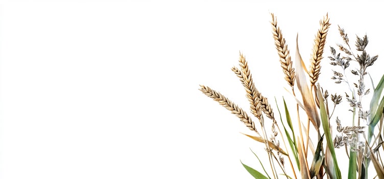 Dried wheat stalks, grasses, white background. Harvest, nature, design photo