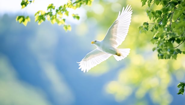 White bird soaring, green leaves, forest background, nature peace photo