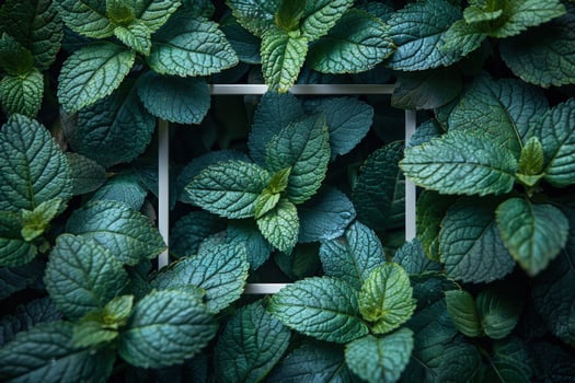 Fresh mint leaves around white square frame overhead shot photo