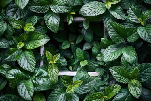 Green leaf foliage surrounding white square frame natural background photo
