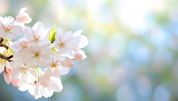 Spring cherry blossoms, sunlit garden photo