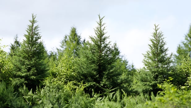 Young pine trees growing in a forest photo