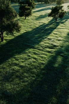 A field with trees and grass photo