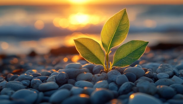 Emergent seedling on pebble beach at sunrise shows resilience photo
