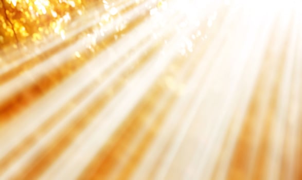 Autumn sun rays through leaves. Background blurred forest. Use website banner photo
