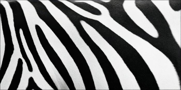 The Zebra Pattern Showcasing Striking Black and White Stripes photo