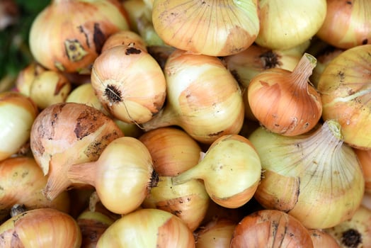 Harvest of fresh onions. Onion bulbs close-up. Background of beautiful and ripe bulbs. photo