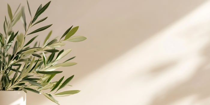 Olive branch in pot, sunlit wall, minimalist photo