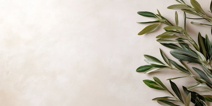 Olive branch on a white background photo