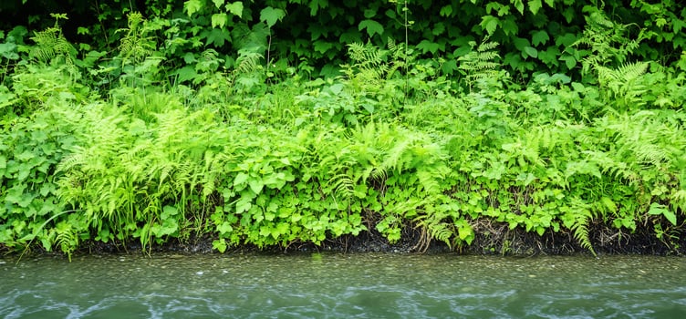 Lush green riverbank vegetation. Nature background photo