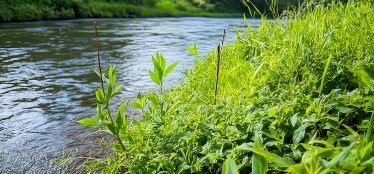 Riverbank greenery, calm water, summer photo