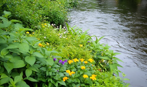 Riverbank wildflowers, tranquil stream, lush greenery, nature scene, peaceful background photo