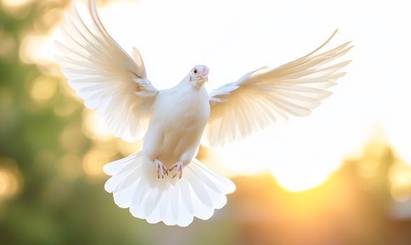White dove in flight, sunset, nature, peace photo