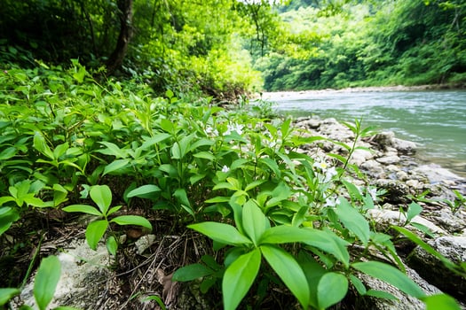 Riverbank wildflowers, lush greenery, tranquil stream, forest background nature scene photo
