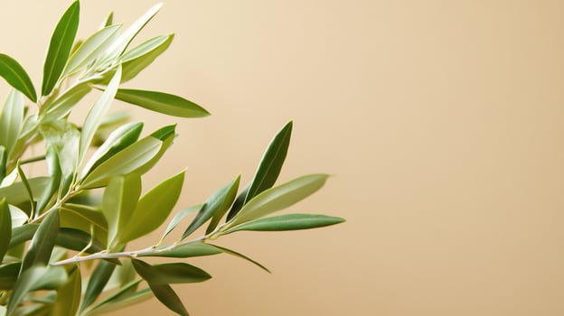 Olive branch, green leaves, beige background, nature, food photo