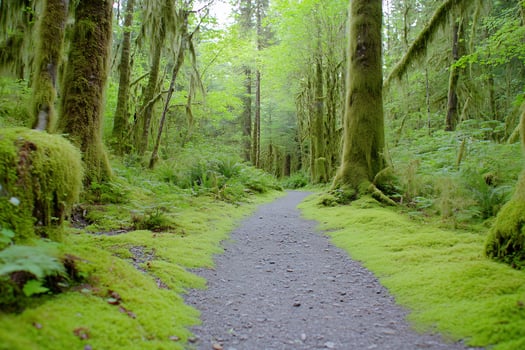 Mossy forest trail, Pacific Northwest, hiking, nature photo