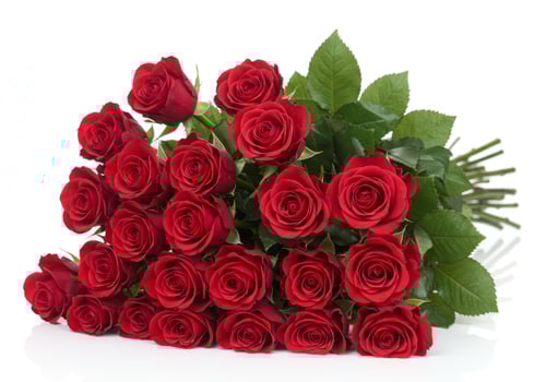 A beautiful large bouquet of fresh red roses with green leaves, isolated on a white background. photo