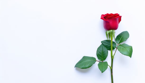 Beautiful single red rose flower on stem with green leaves flat lay on white background with copy space, perfect for romance themes, Valentines Day, weddings, floral design, and love-inspired projects photo