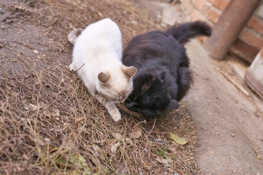 Two cats curiously inspecting ground together in rustic outdoor setting. photo