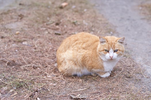 Ginger tabby cat sitting on grass path with curious expression in outdoor setting. photo