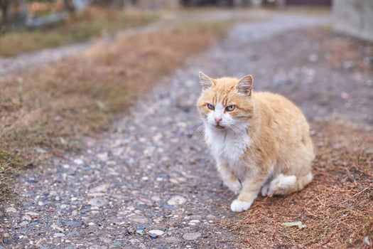 Ginger cat with white chest sitting on gravel path in autumn setting with grass and leaves. photo