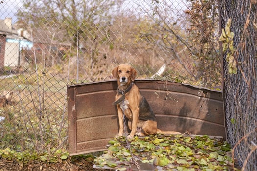 Sad beagle on a chain in a rusty yard with metal fence and overgrown plants. photo