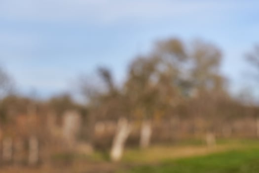 Abstract blurred autumn landscape with trees and sky in soft focus. photo