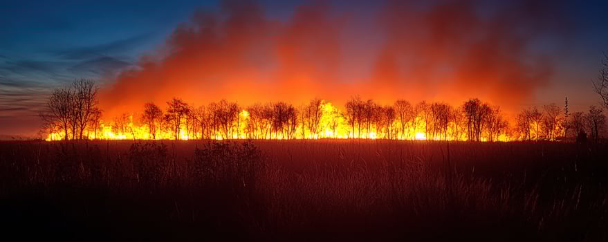 Burning horizon fire sweeping tree line natural disaster environmental impact photo
