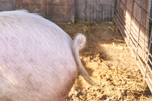 Close-up of pig s curly tail in a barnyard enclosure with straw and wooden fence. photo